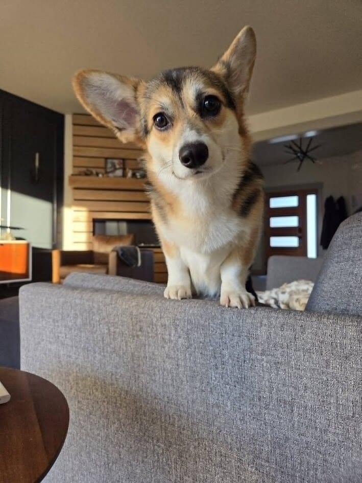 Maple