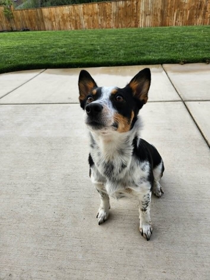 Rocket